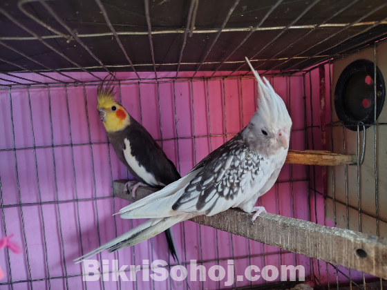 Cockatiel Bird For sell